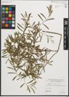 Foto von Salix purpurea L.